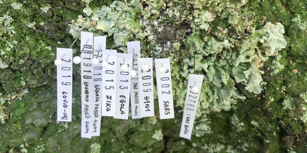 Pieces of paper pinned to a tree trunk covered in lichen