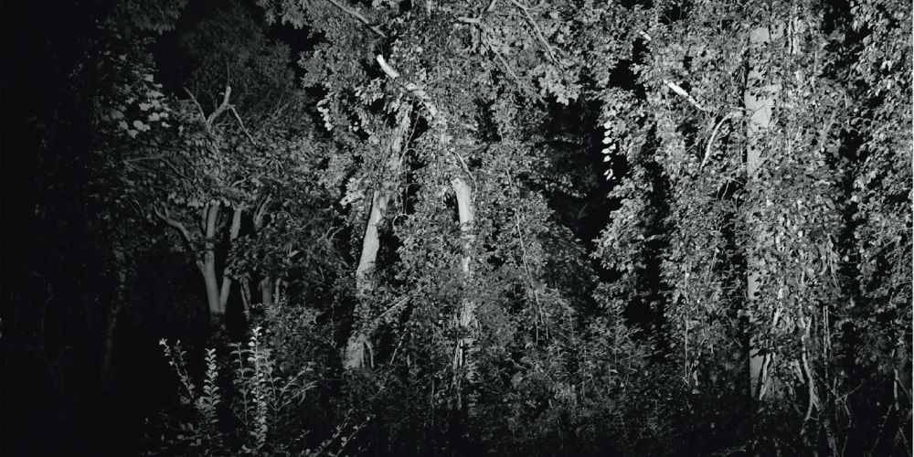 Black and white image of a forest at night.