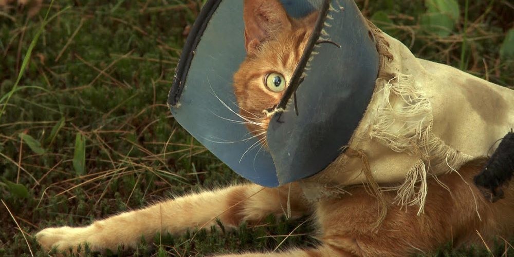 Cat with a cone of fabric around its head