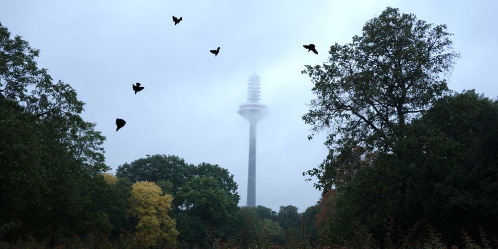Birds flying in foggy canopy.