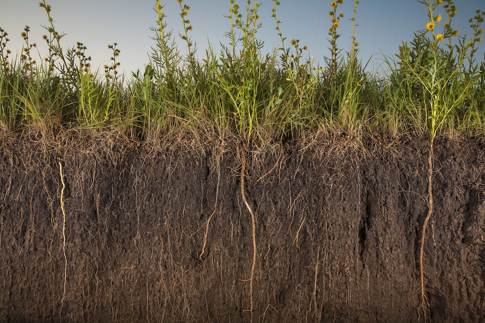 Virgin Prairie Soil Profile, Kansas. Photo by Jim Richardson.