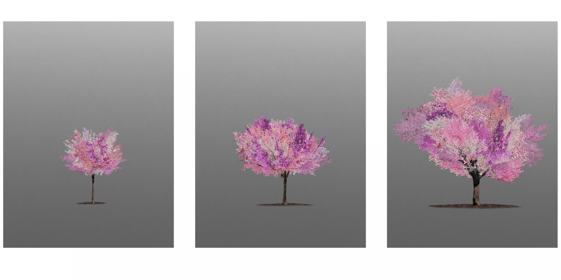 Tree of 40 fruits composite by Sam Van Aken