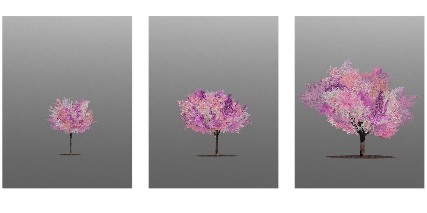 Tree of 40 Fruits Composite, image by artist Sam Van Aken