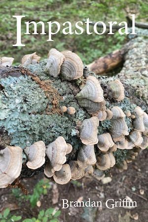 A tree trunk with fungus growing on it